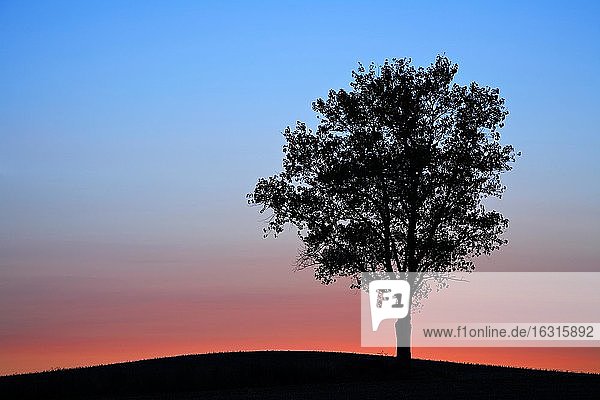 Sonnenuntergang  Silhouette eines Baumes auf einem Hügel  bei Aschersleben  Sachsen-Anhalt  Deutschland  Europa