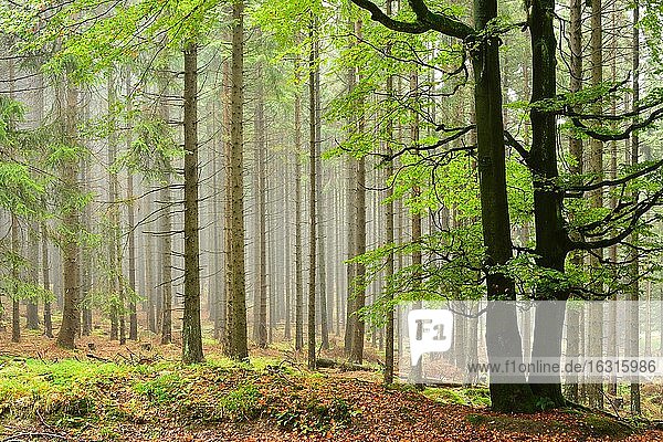 Nebliger Wald im Nationalpark Harz  vorn eine große Buche  hinten Fichten-Monokultur  bei Schierke  Deutschland (Sachsen-Anhalt)