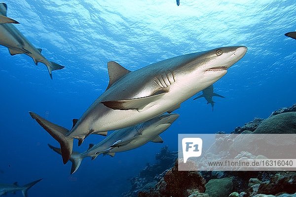 Grey reef shark ( Carcharhinus amblyrhynchos) Pacific Ocean
