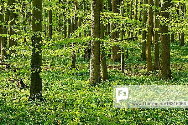 Sonniger unberührter natürlicher Buchenwald im Frühling  frisches grünes Laub  Buschwindröschen blühen  UNESCO-Weltnaturerbe  Nationalpark Hainich  Thüringen  Deutschland  Europa