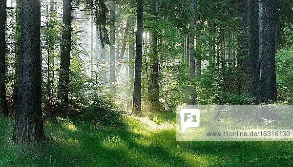 Naturnaher Fichtenwald im Harz,  Sonne strahlt durch Dunst am frühen Morgen,  bei Harzgerode,  Sachsen-Anhalt,  Deutschland,  Europa