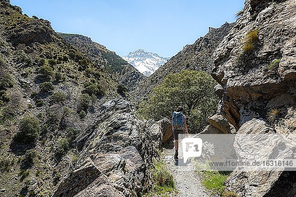 Hiker on a hiking trail  hiking trail Vereda de la Estrella  behind Sierra Nevada with peak La Alcazaba  snow-covered mountains near Granada  Andalusia  Spain  Europe