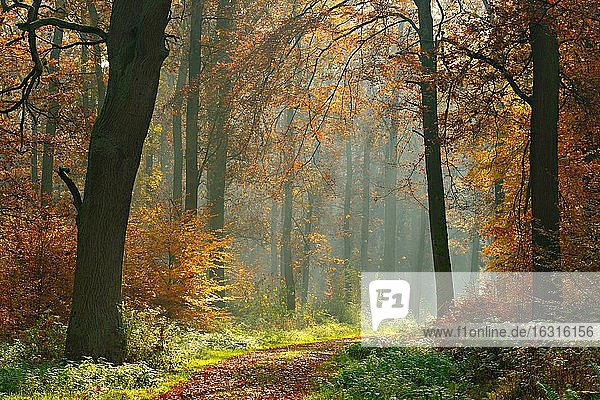 Wanderweg durch sonnigen Wald im Herbst  Sonnenstrahlen dringen durch Morgennebel  Reinhardswald  Hessen  Deutschland  Europa