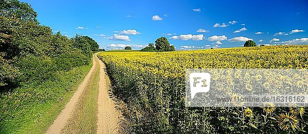 Field path through cultural landscape in summer  field with sunflowers  blue sky with cumulus clouds  Mecklenburg-Vorpommern  Germany  Europe