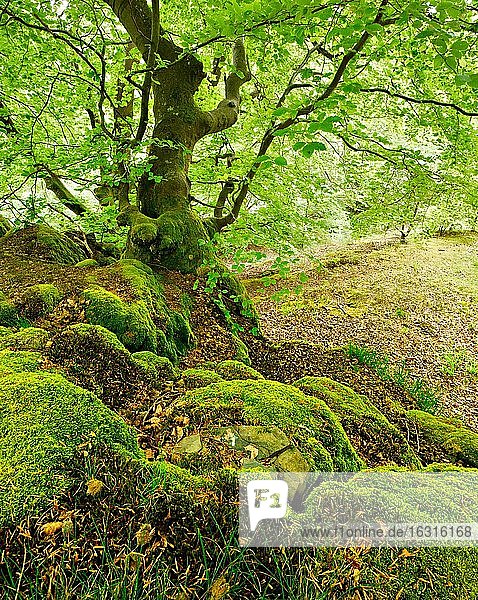 Knorrige alte Buche auf Felsen mit Moos im Frühling  frisches grünes Laub  Nationalpark Kellerwald-Edersee  Hessen  Deutschland  Europa