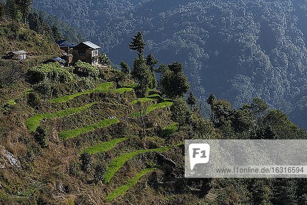 Berglandschaft mit Terassenfeldern und kleinem Wohnhaus zwischen Shivalaya 1790m und Bhandar 2200m  Solu Khumbu  Nepal  Himalaya  Asien