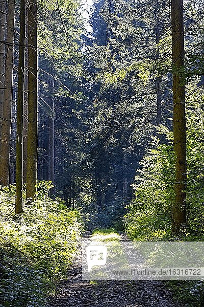 Forest path through the spruce forest  Mondseeland  Upper Austria  Austria  Europe