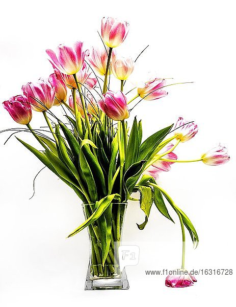 Tulip bouquet  studio shot  France  Europe