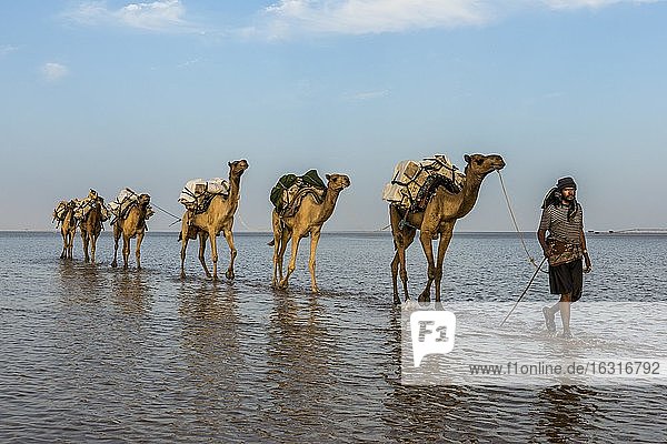 Mit Steinsalzplatten beladene Kamele laufen durch einen Salzsee, Danakil-Senke, Äthiopien, Afrika