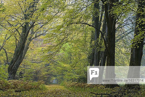 Herbst im Urwald Baumweg  Wald  Hutewald  Baum  Weg  Niedersächsische Landesforst  Oldenburger Münsterland  Emstek  Niedersachsen  Deutschland  Europa