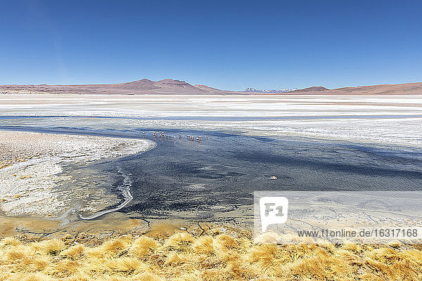 Andenflamingos (Phoenicoparrus andinus)  Laguna Tara  Nationalreservat Los Flamencos  Region Antofagasta  Chile  Südamerika