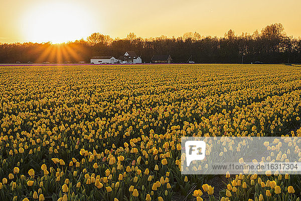 Tulpenfeld bei Sonnenuntergang  Südholland  Niederlande  Europa