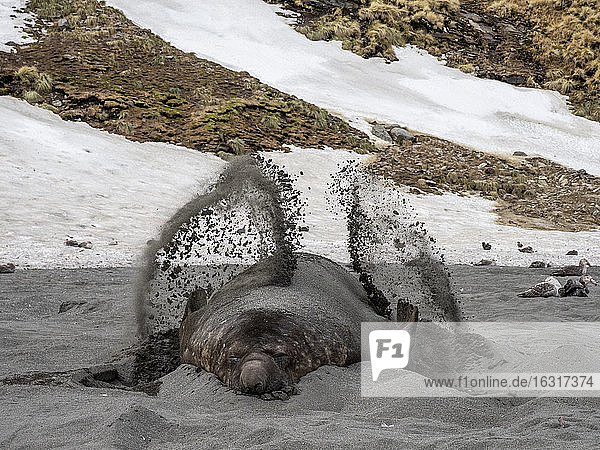 Südlicher Seeelefantenbulle (Mirounga leoninar)  wirft Sand an den Brutstrand in der St. Andrews Bay  Südgeorgien  Polarregionen