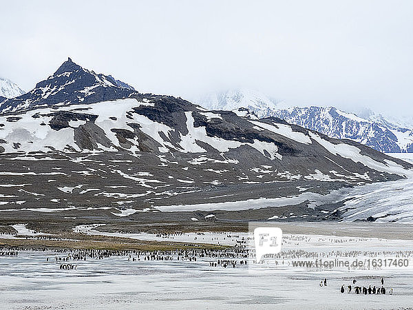 Königspinguine (Aptenodytes patagonicus)  mausern sich auf gefrorenem Gletscherabfluss in der St. Andrews Bay  Südgeorgien  Polarregionen