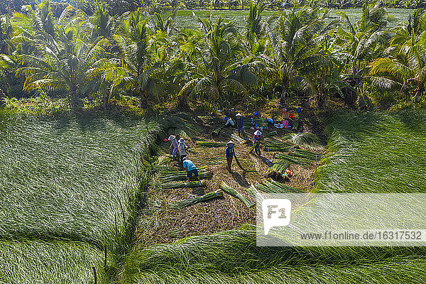 Die Bauern  die Riedgras anbauen und ernten in Vung Liem  Vinh Long  Vietnam  Indochina  Südostasien  Asien