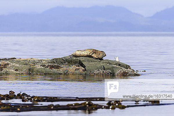 Seal and seabird look at each other on a rock in the calm sea  near Alert Bay  Inside Passage  British Columbia  Canada  North America