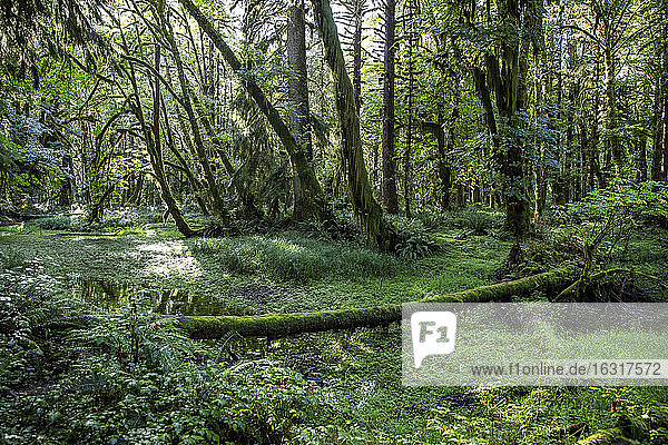 Gemäßigter Regenwald auf dem Maple Glade Trail  Quinault-Regenwald  Olympia-Nationalpark  UNESCO-Weltkulturerbe  Bundesstaat Washington  Vereinigte Staaten von Amerika  Nordamerika