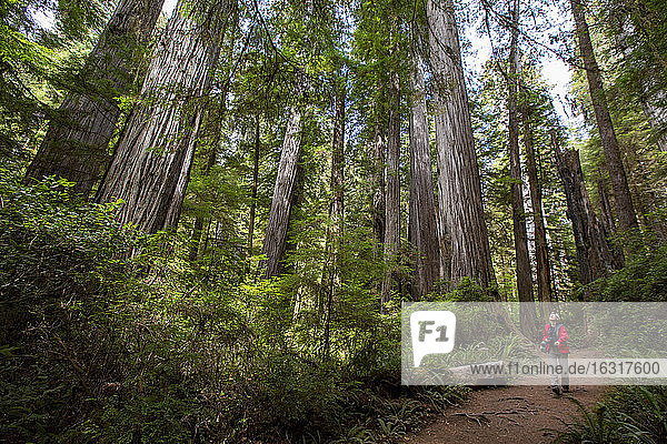 Wanderer zwischen riesigen Mammutbäumen auf dem Trillium Trail  Redwood National- und Staatsparks  UNESCO-Weltkulturerbe  Kalifornien  Vereinigte Staaten von Amerika  Nordamerika