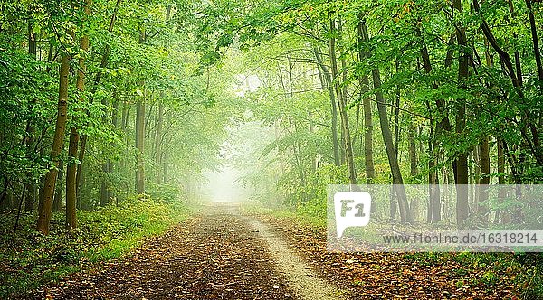 Wanderweg durch Laubwald mit Nebel im Herbst  bei Naumburg  Burgenlandkreis  Sachsen-Anhalt  Deutschland  Europa