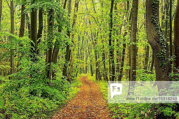 Hiking trail through deciduous forest in autumn  near Naumburg  Burgenlandkreis  Saxony-Anhalt  Germany  Europe