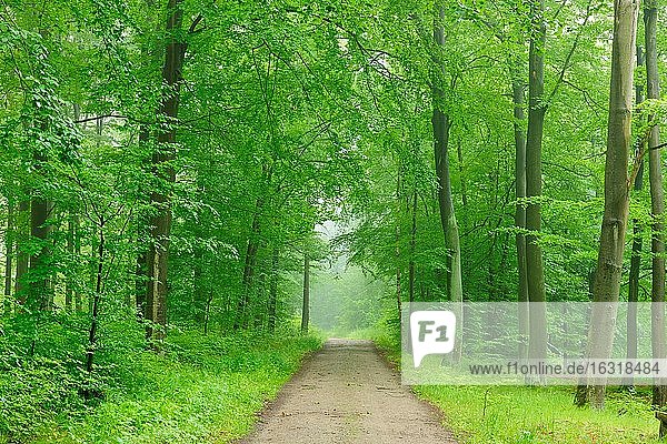 Wanderweg zu den Heiligen Hallen  naturnaher Buchenwald mit Nebel im Frühling  bei Feldberg  Mecklenburg-Vorpommern  Deutschland  Europa