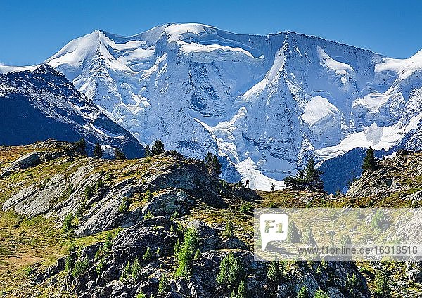 Piz Palü über dem Berninatal  Pontresina  Berninaalpen  Oberengadin  Engadin  Graubünden  Schweiz  Europa