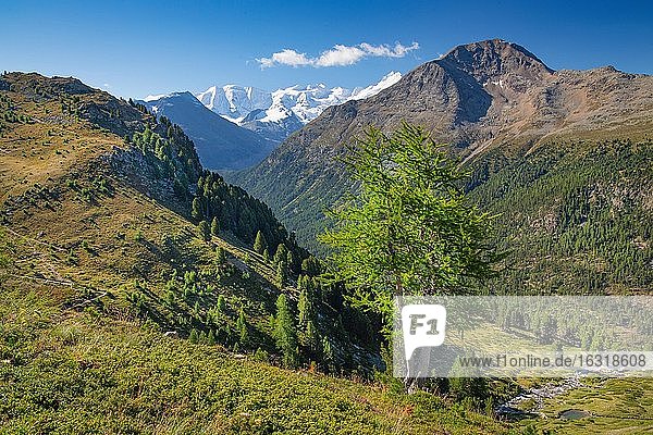 Alp Languard mit Piz Palü und Bellavista über dem Berninatal  Pontresina  Berninaalpen  Oberengadin  Engadin  Graubünden  Schweiz  Europa