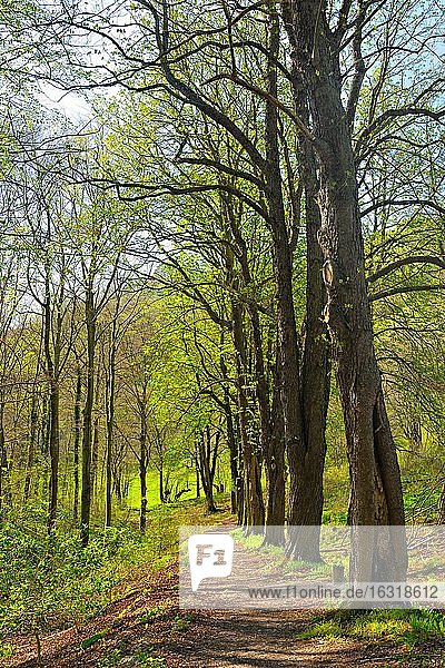 Wanderweg zu Leuchtenburg im Frühling  Roßkastanien mit ersten zarten Blättern  bei Kahla  Thüringen Deutschland