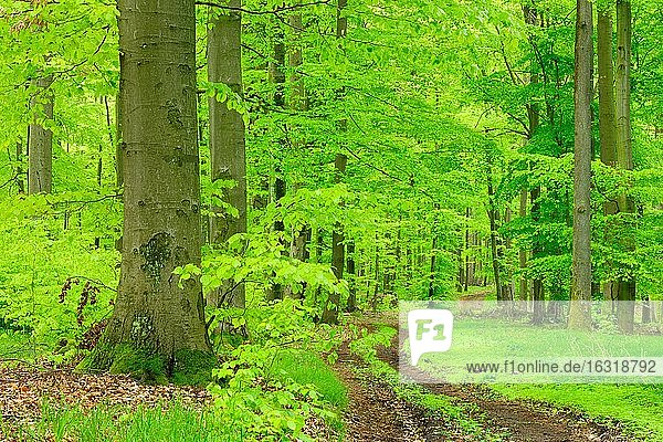Wanderweg durch naturnahen Buchenwald im Frühling,  frisches Grün,  große alte Buchen,  Steigerwald,  Bayern,  Deutschland,  Europa
