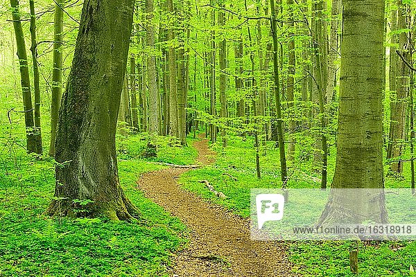 Wanderweg windet sich durch naturnahen Buchenwald im Frühling  Nationalpark Hainich  Thüringen  frisches grünes Laub  UNESCO-Weltnaturerbe Buchenurwälder in den Karpaten und alte Buchenwälder in Deutschland