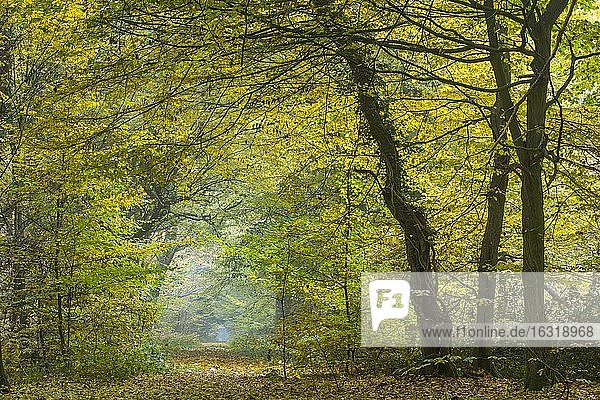 Herbst im Urwald Baumweg  Waldweg durch Buchenwald  Niedersächsische Landesforsten  Oldenburger Münsterland  Emstek  Niedersachsen  Deutschland  Europa