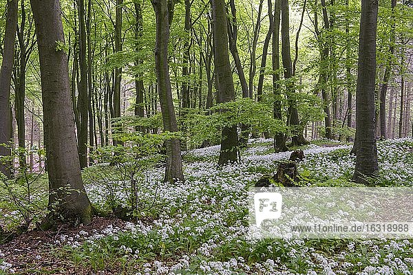 Blühender Bärlauch (Allium ursinum) im Buchenwald  Teutoburger Wald  Hilter  Nordrhein-Westfalen  Deutschland  Europa