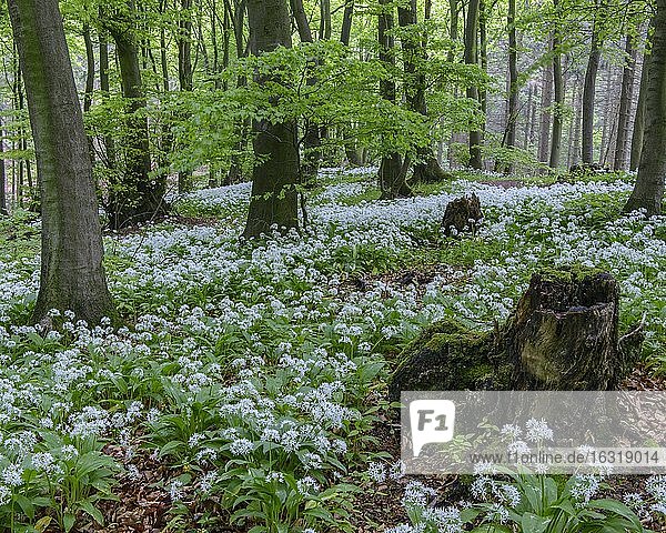 Blühender Bärlauch (Allium ursinum) im Buchenwald,  Teutoburger Wald,  Hilter,  Nordrhein-Westfalen,  Deutschland,  Europa