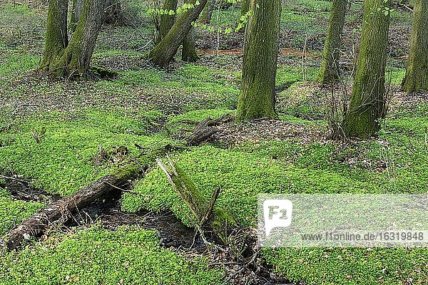 Buchen (Fagus sylvatica) im Frühling in den Dammer Bergen  Wald  Baum  Bexaddetal  Oldenburger Münsterland  Damme  Niedersachsen  Deutschland  Europa