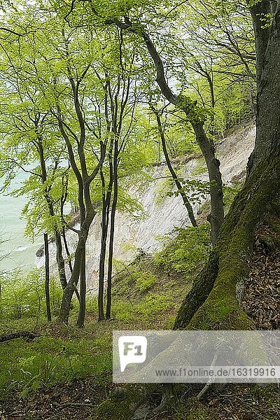 Buchen (Fagus sylvatica) an den Kreidefelsen von Rügen  Jasmund Nationalpark  Wald  Saßnitz  Mecklenburg- Vorpommern  Deutschland  Europa