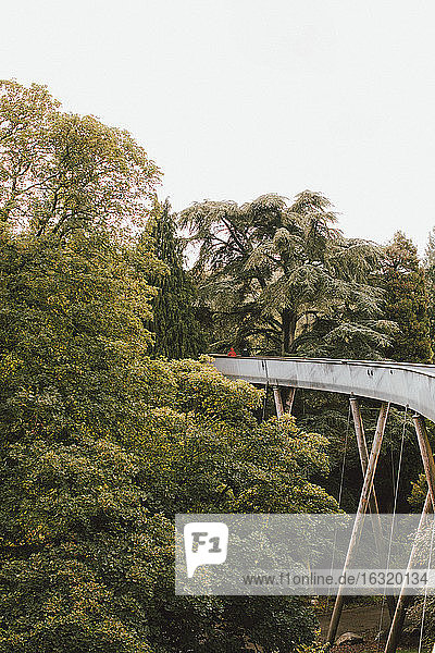 Hochbrücke zwischen Bäumen  Westonbirt  UK