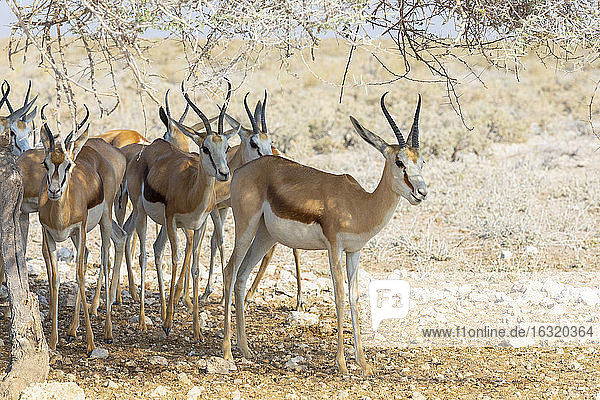 Springbockherde  Etosha-Pfanne  Namibia