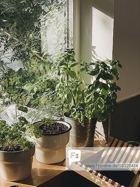 Topfpflanzen  die im sonnigen Fenster wachsen