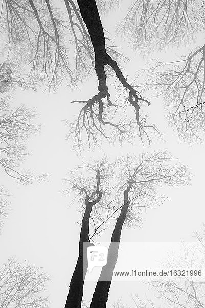 Deutschland  Blick auf kahle Baumkronen im Nebel