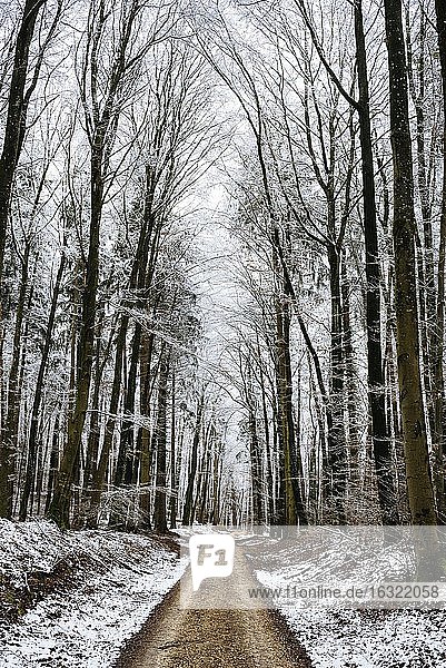 Deutschland  Landkreis Konstanz  Waldweg durch Buchenwald im Winter