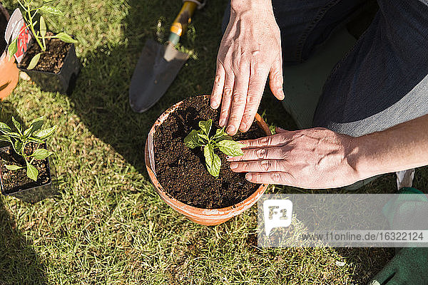 Close-up of man planting seedling