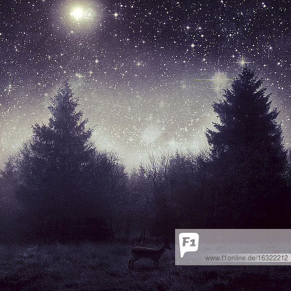 Germany, Wuppertal, Deer in front of trees under starry sky