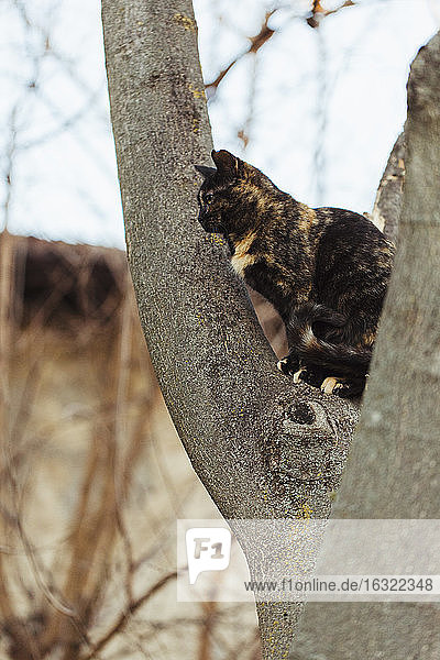 Getigerte Katze sitzt auf Baumstamm
