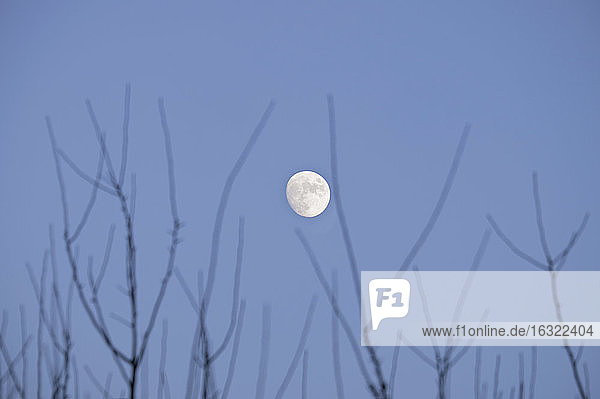 Kahle Zweige und Mond am Himmel