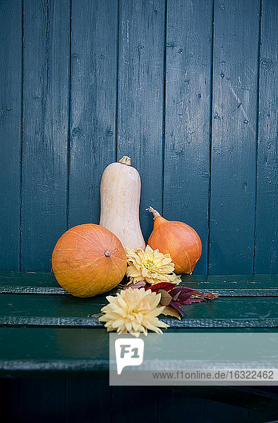 Herbstliche Dekoration  Dahlien und Zierkürbisse  blaue Holzwand