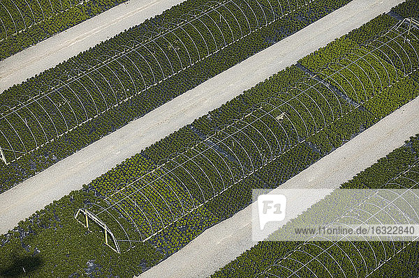 USA  Virginia  Luftbildaufnahme einer Gärtnerei in Chesapeake