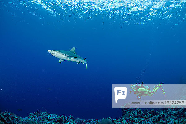 Ozeanien  Mikronesien  Yap  Taucher mit Grauen Riffhaien  Carcharhinus amblyrhynchos
