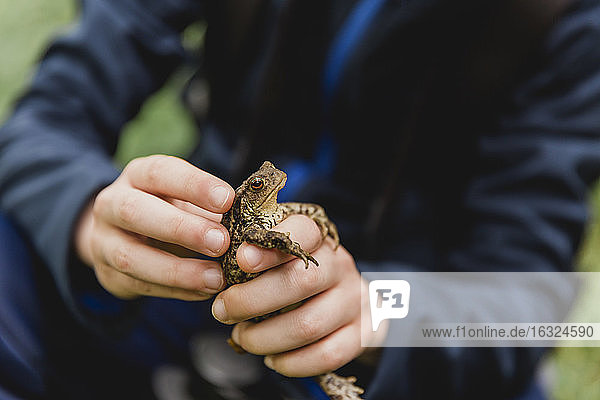Boy's hands holding toad  Cairngorms  Scotland  UK