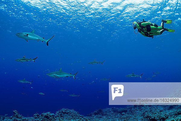 Oceania  Micronesia  Yap  Diver with grey reef sharks  Carcharhinus amblyrhynchos