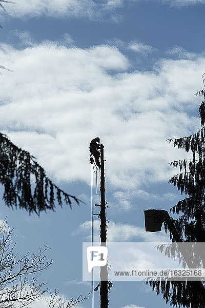 Canada, North Vancouver, Woodsman cutting trees
